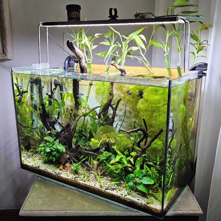 A imagem mostra um aquário bem decorado, com uma variedade de plantas aquáticas e galhos de madeira. As plantas são densas e verdes, cobrindo o fundo e as laterais do aquário. No topo, há plantas emergentes que se estendem para fora da água. O substrato é composto por areia e pequenas pedras. A iluminação do aquário destaca as cores vibrantes das plantas, criando um ambiente natural e harmonioso. O aquário está posicionado sobre uma mesa em um ambiente interno.


