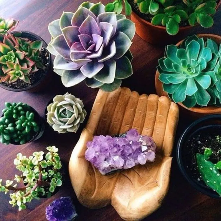 Suculentas e cristal roxo. Suculentas.