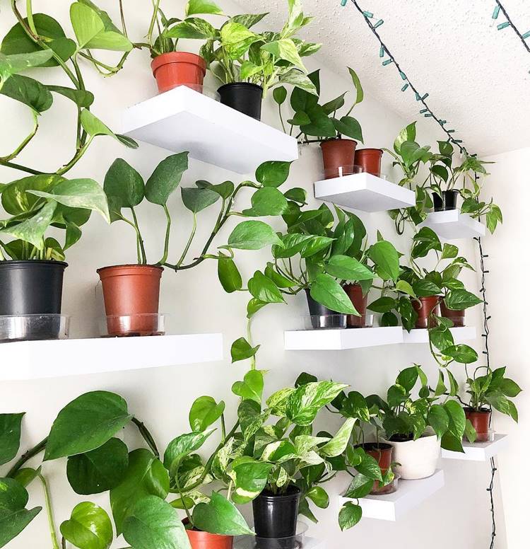 Jardim suspenso feito de  prateleiras brancas com  vasos de jiboias