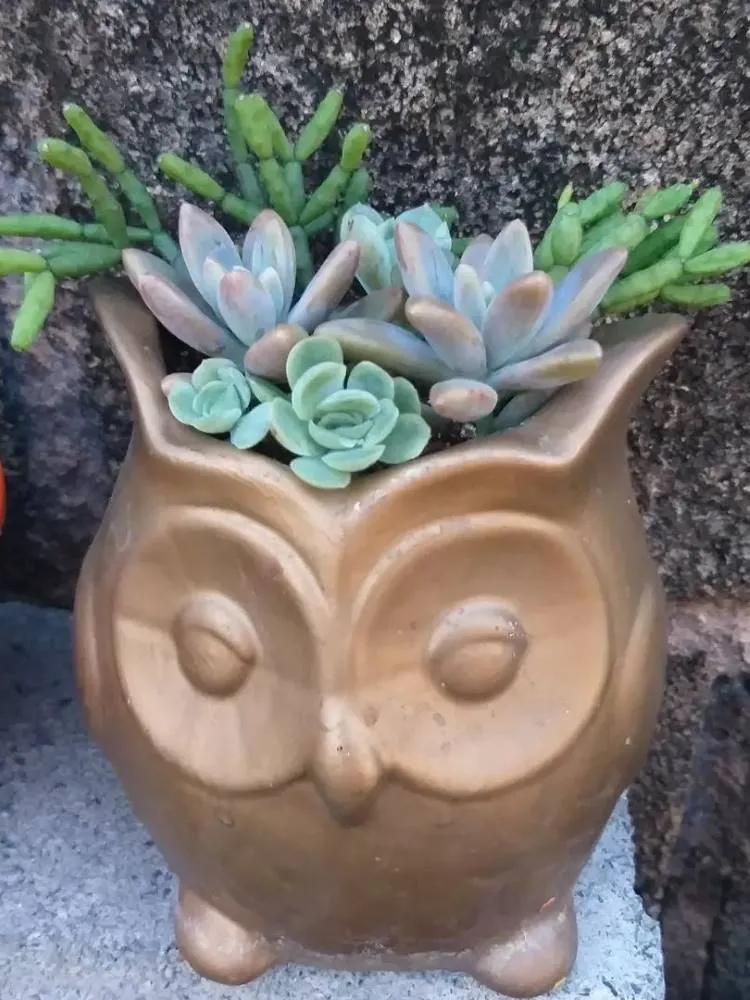 Suculentas em vaso no formato de coruja. 