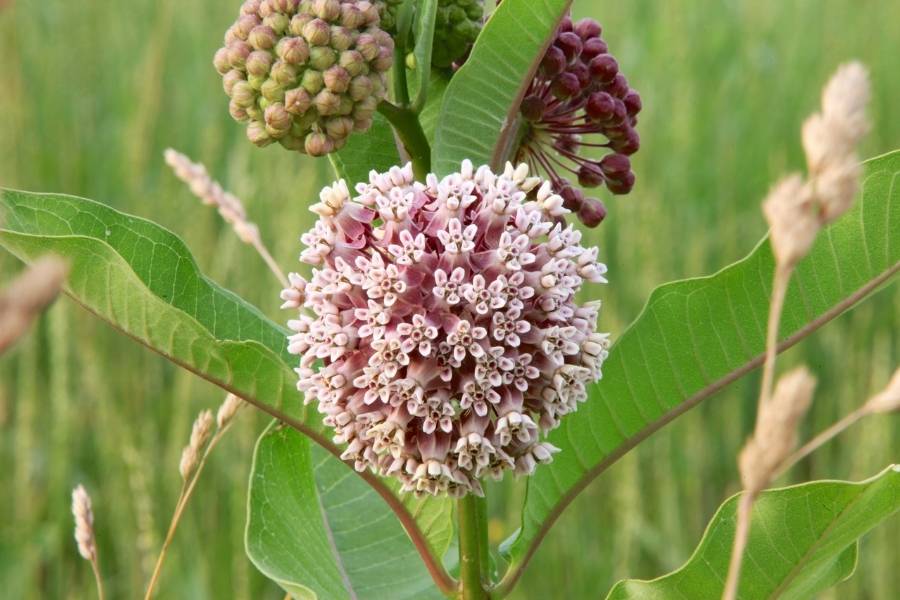 Flor rosa de serralha é uma das PANCs.