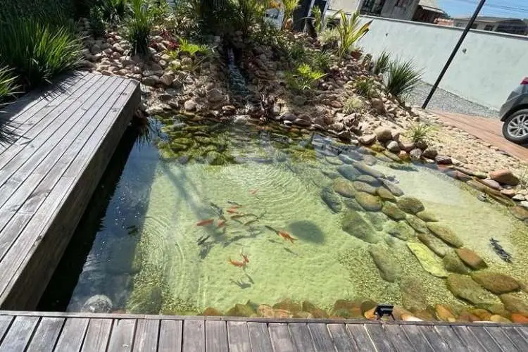 Piscina biológica com peixes, plantas e pedras, ao lado de um deck de madeira. 