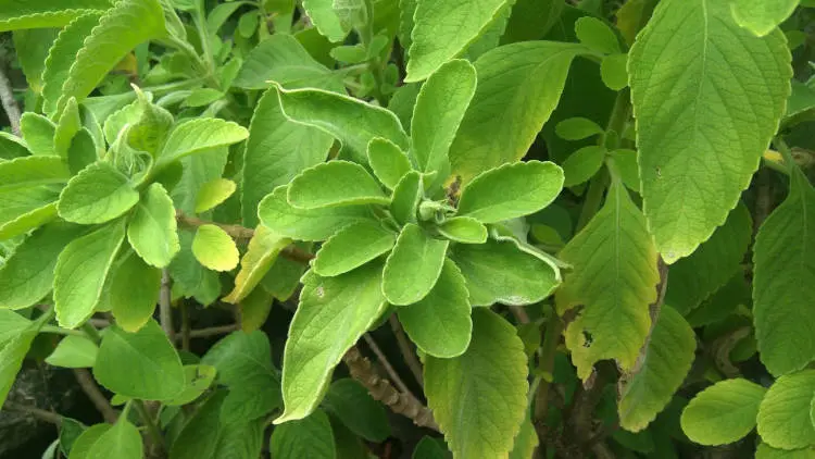 foto de arbusto de boldo com folhas verde claras e tronco marrom foto de arbusto de boldo