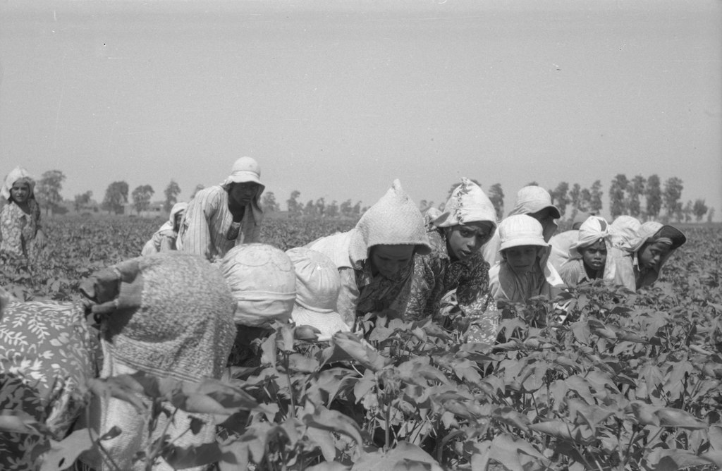 Trabalhadores catando algodão no Egito, c. 1950. Trabalhadores catando algodão no Egito, c. 1950.