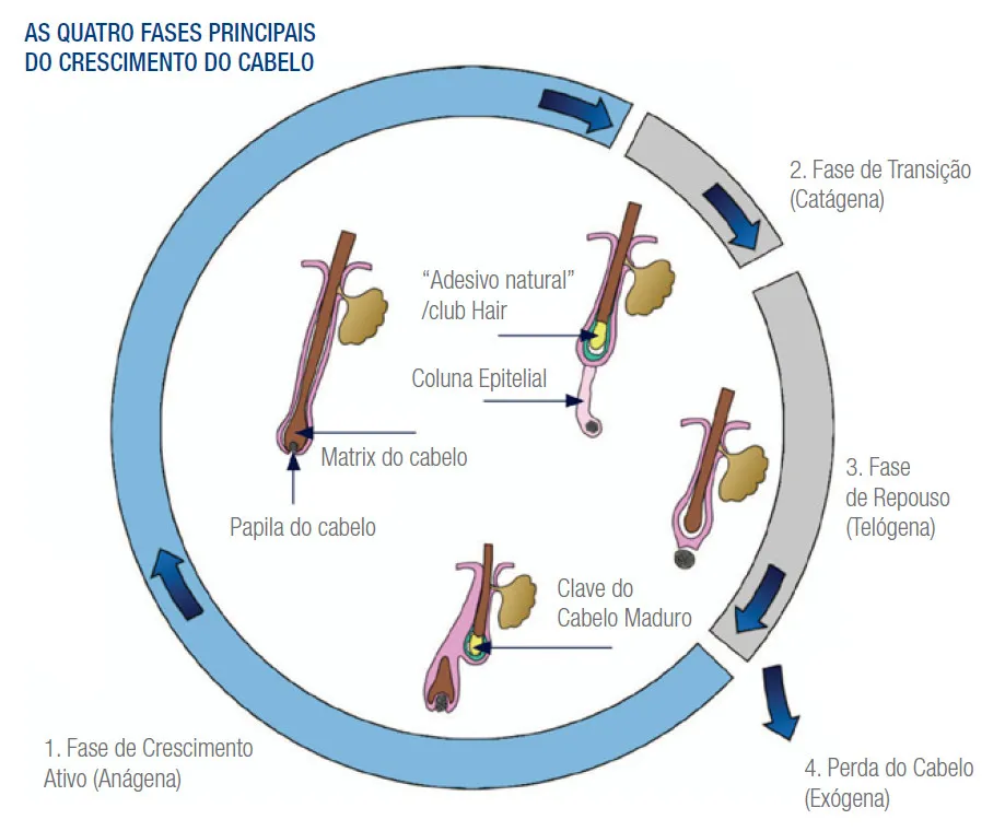 Ciclo capilar.