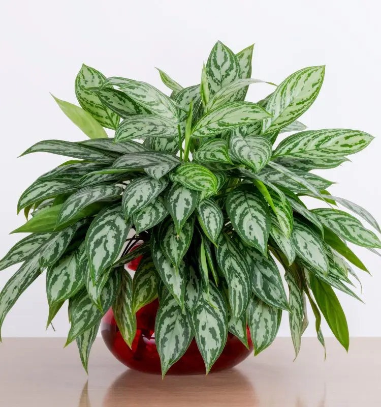 Aglaonema com bastante folhas em vaso de vidro vermelho sob superfície de madeira em fundo branco