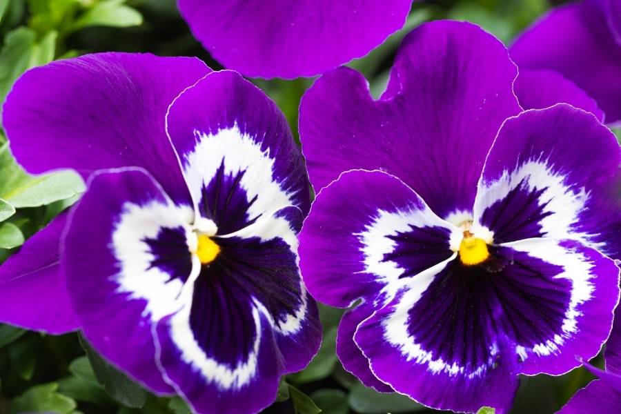 Flores roxas de amor-perfeito.