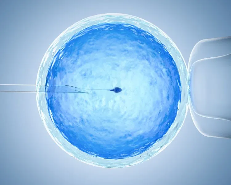 Fertilização in vitro, fiv, desenho de óvulo azul, agulha e espermatozóide