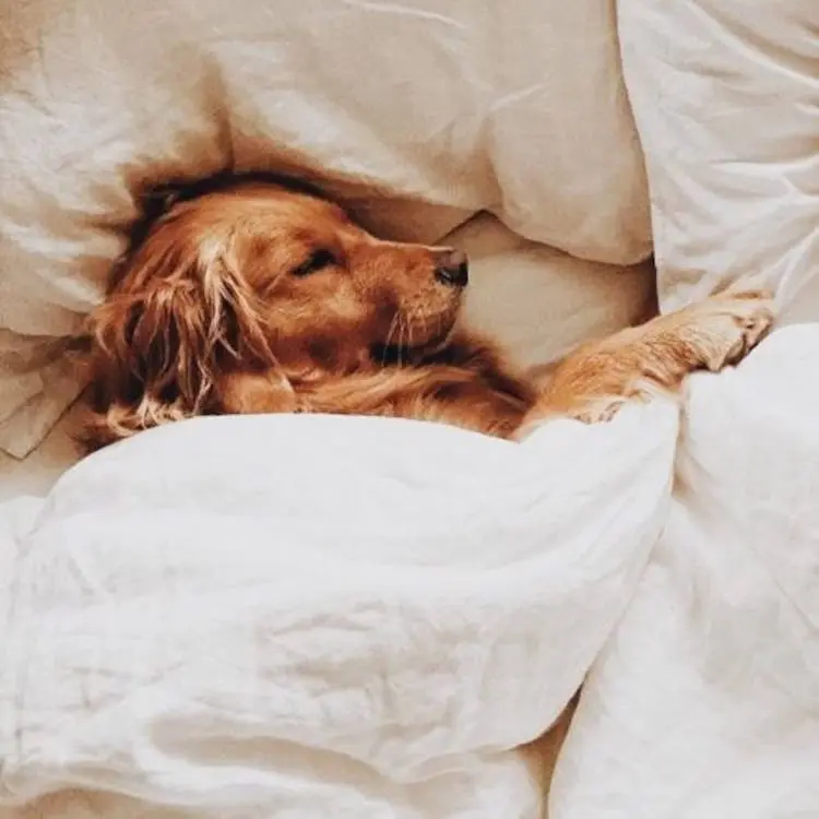 Cachorrinho dormindo com coberta