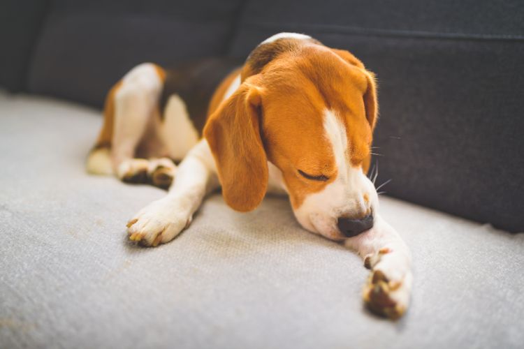 Filhote de Beagle lambendo a própria pata