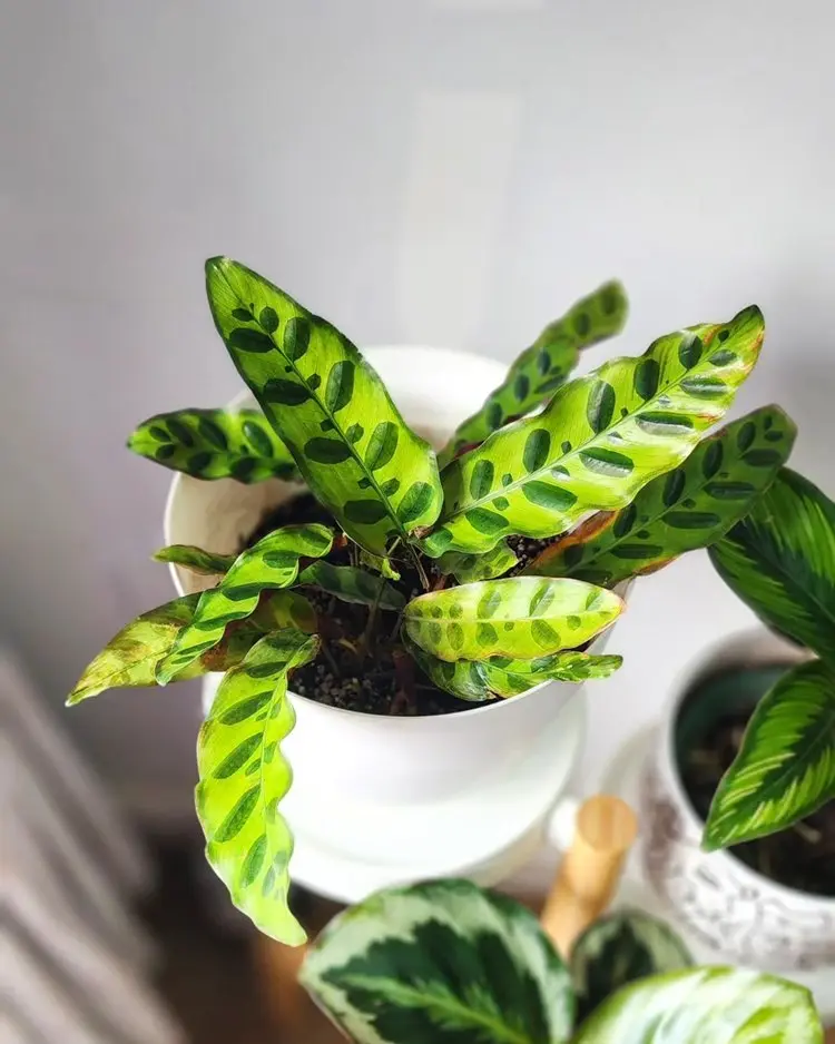 Calathea lanciofolia em vaso branco em fundo cinza em canto de cômodo com outras plantas ao redor