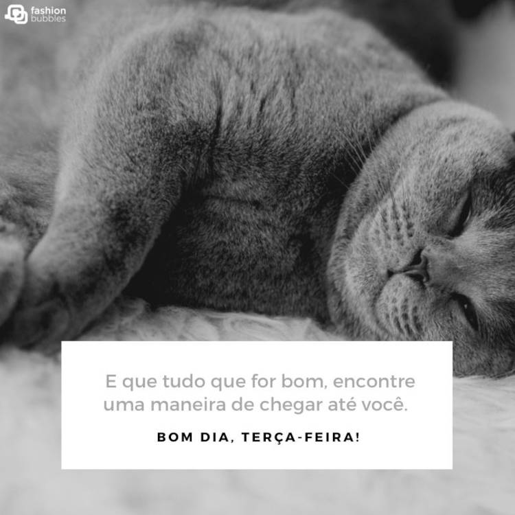 Foto em preto e branco de um gato deitado e frase "E que tudo que for bom, encontre uma maneira de chegar até você. Bom dia, terça-feira!"