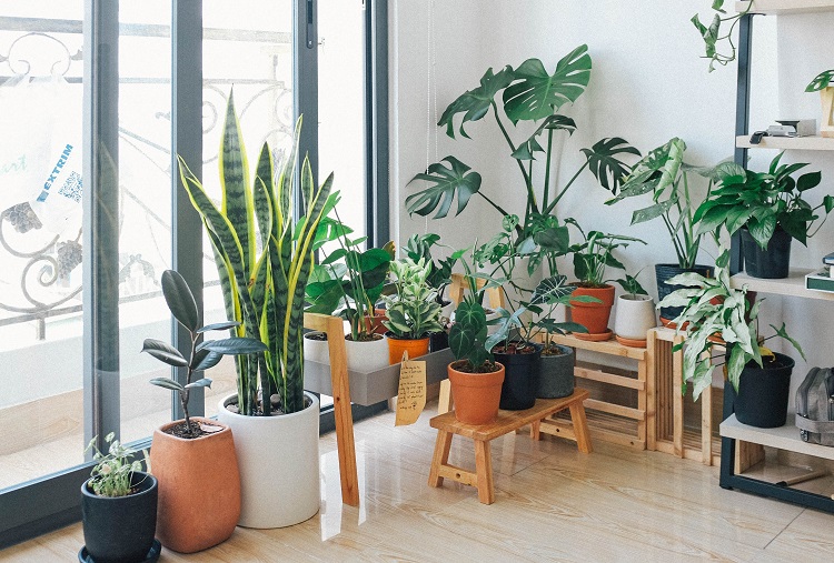 plantas de diversos tamanhos em vasos próximas à janela de um apartamento