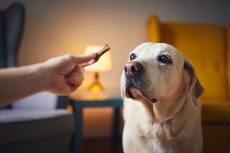 Pessoa de pele clara dentro de casa, com abajur e poltrona amarela ao fundo, ofertando petisco em formato de osso para cachorro labrador 