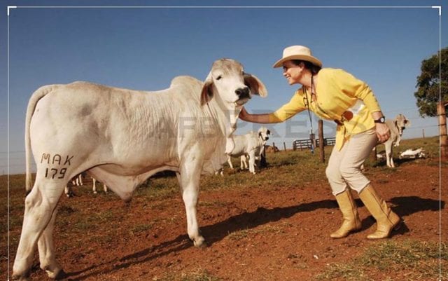 Regina duarte em fazenda com bois.