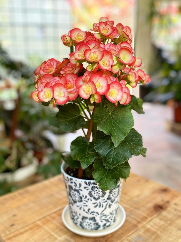 Begônia bege e rosa em vaso branco e azul 