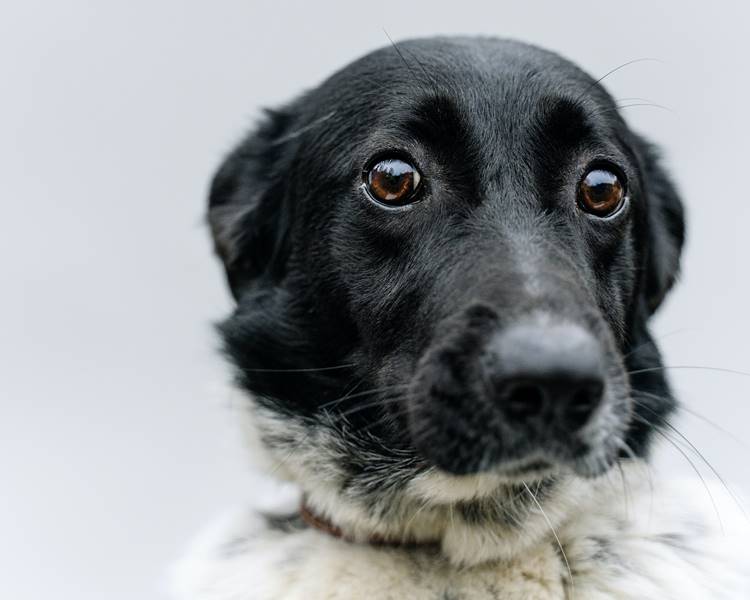 Foto de cachorro com medo de fogos de artifício.