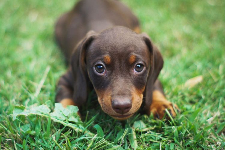 Filhote cachorrinho salsicha marrom na grama