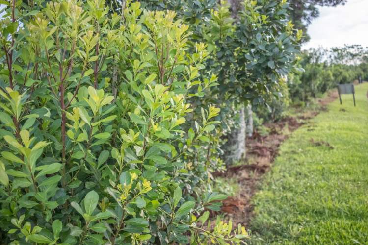 Plantação de árvore de erva-mate