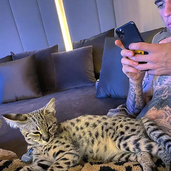 Foto de Justin Bieber sem camisa no sofá ao lado de gato Svannah