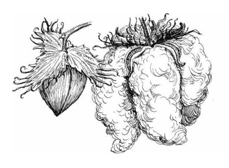 Ilustração do algodão. Ilustração do algodão.