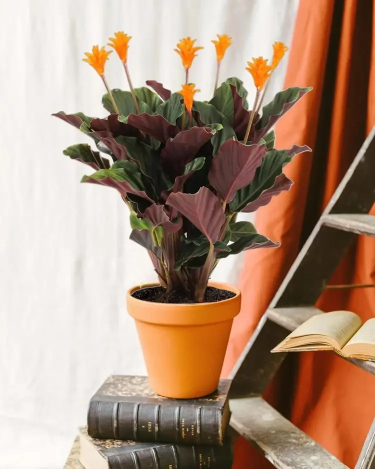 calathea tipo crocata em vaso de barro sob livro