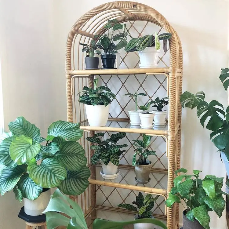 prateleita de vidro com vasos de plantas diversas