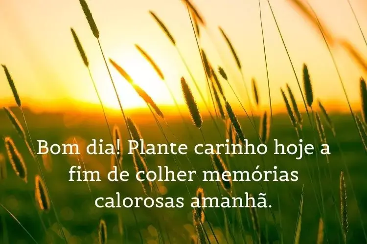 Foto de plantas ao nascer do sol e frase: Bom dia! Plante carinho hoje a fim de colher memórias calorosas amanhã.