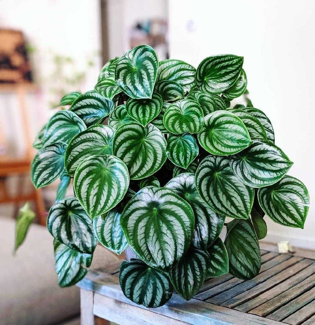 Peperômia melancia