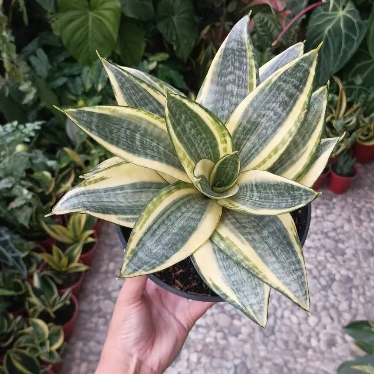 Uma mão segura um vaso de planta, no fundo um jardim