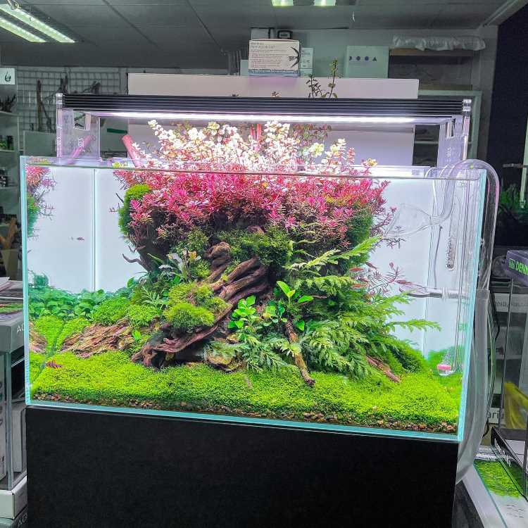 A imagem mostra um aquário exuberante, com um paisagismo aquático detalhado. No centro, há uma estrutura de troncos coberta por musgo e diversas plantas aquáticas. As plantas variam em tons de verde e rosa, criando um contraste vibrante. O fundo do aquário é coberto por um tapete de musgo verde. A iluminação realça as cores das plantas, dando um aspecto natural e harmonioso ao aquário. O ambiente ao redor parece ser uma loja ou um espaço de exposição, com prateleiras e objetos ao fundo.


