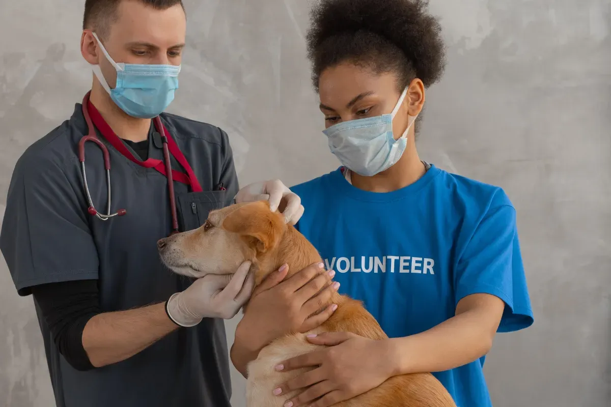 Veterinário examinando um cachorro com auxílio de uma voluntária