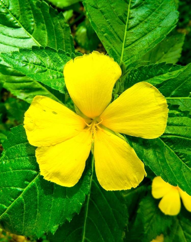 Chá de Damiana.
