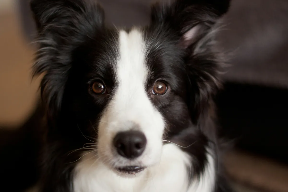 Retrato de Border Collie preto e branco olhando para a câmera