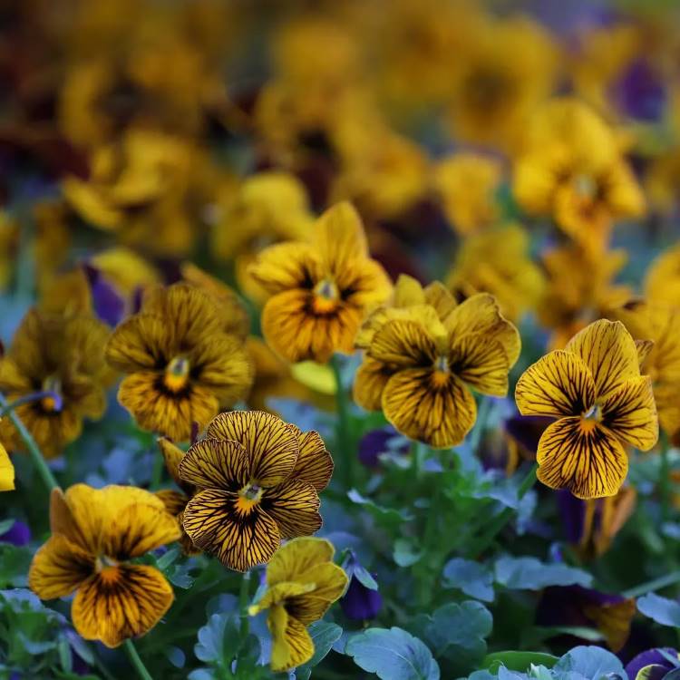 Campo de flores de amor-perfeito amarelas com detalhes em listras pretas, destacando-se sobre folhas verdes. O fundo desfocado exibe outras flores semelhantes, criando uma composição vibrante e harmoniosa, realçando a beleza das flores em um ambiente natural.