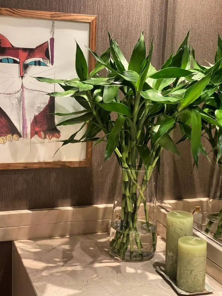 Vaso de vidro com bambu da sorte em água em canto com quadro, espelho e velas 