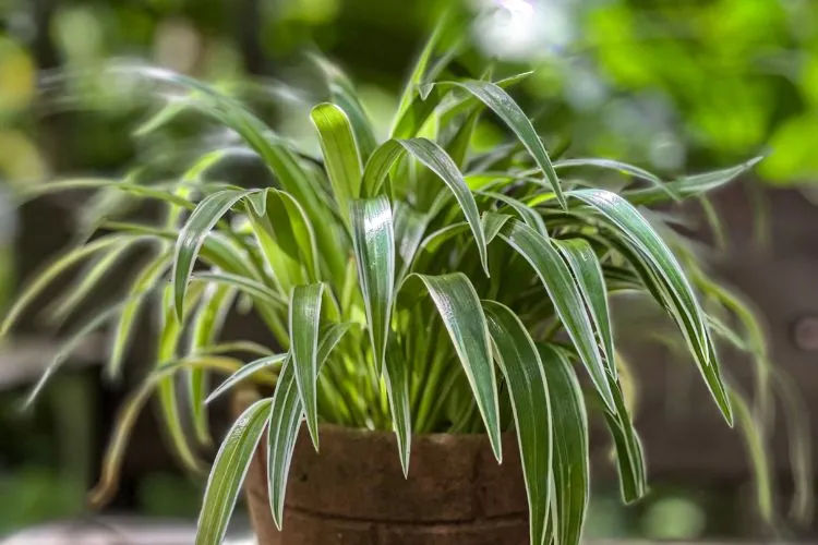 A foto mostra um clorofito, uma planta de interior com folhas longas e estreitas. Suas folhas verdes vibrantes têm bordas brancas e arqueiam graciosamente para fora de um vaso marrom. 