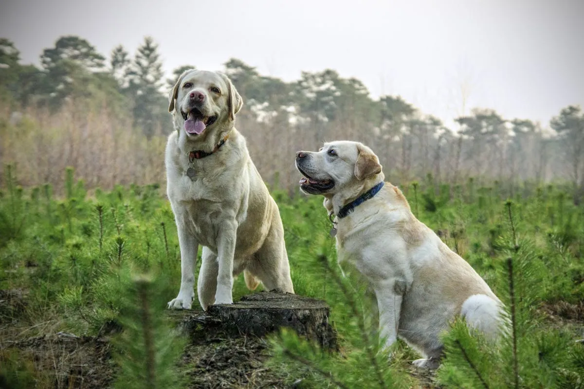 raça de cachorro