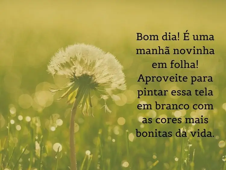 Foto de dente de leão e frase: Bom dia! É uma manhã novinha em folha! Aproveite para pintar essa tela em branco com as cores mais bonitas da vida.