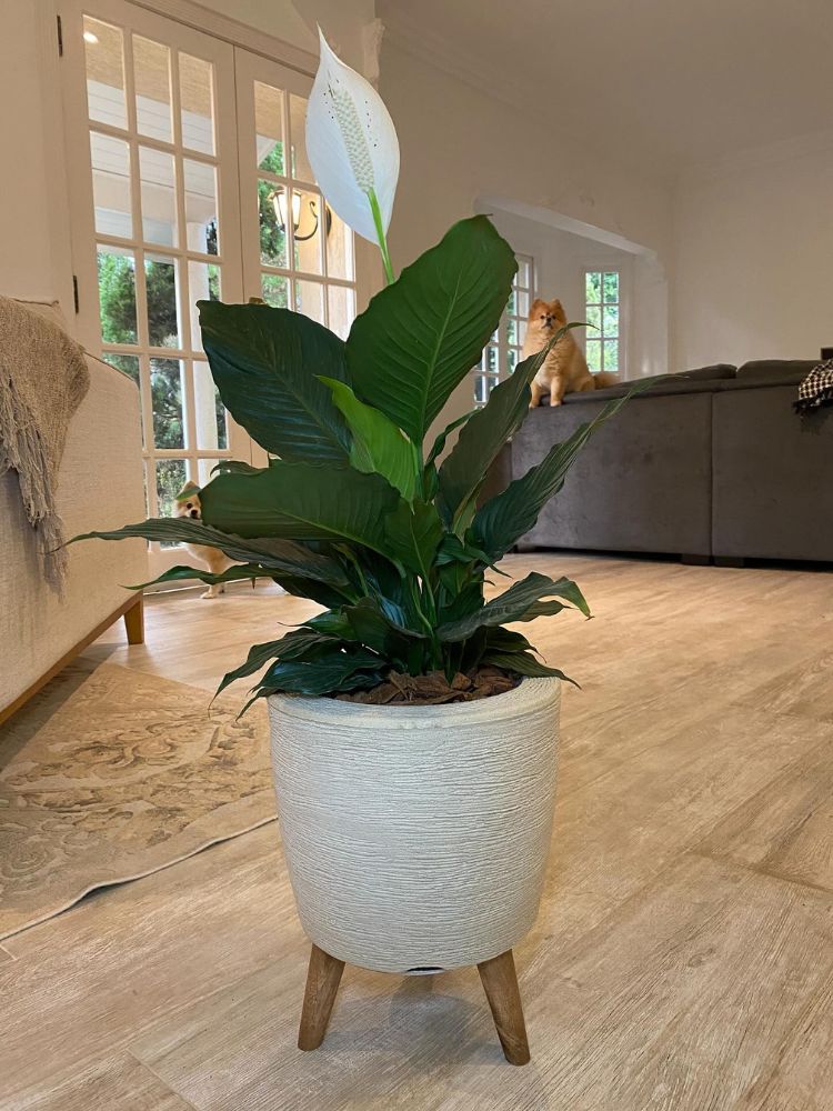 Lírio-da-paz em vaso branco em sala com sofá ao fundo com cachorro