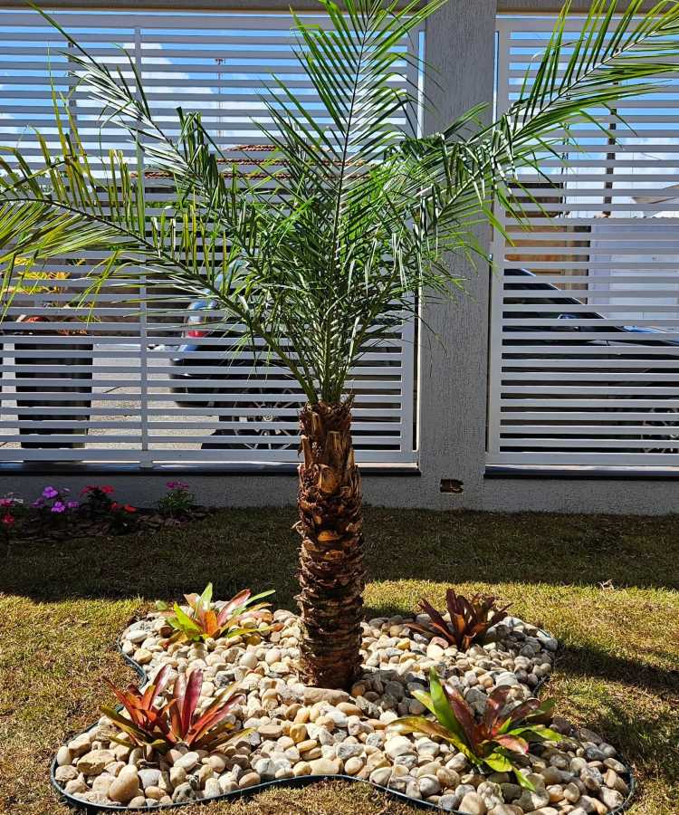Pequeno jardim decorativo com palmeira central rodeada por pedras brancas arredondadas e bromélias vibrantes nas bordas. O gramado ao redor contrasta suavemente com o design, enquanto uma cerca branca ripada permite a entrada de luz natural e ventilação.