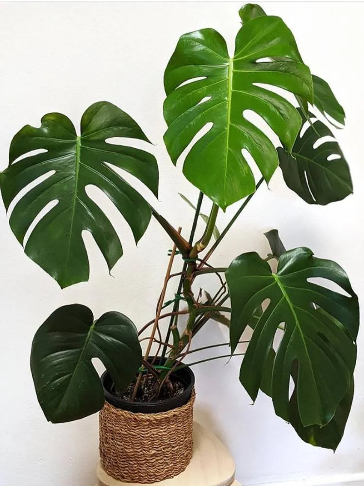 Monstera deliciosa grande em vaso de palha. 