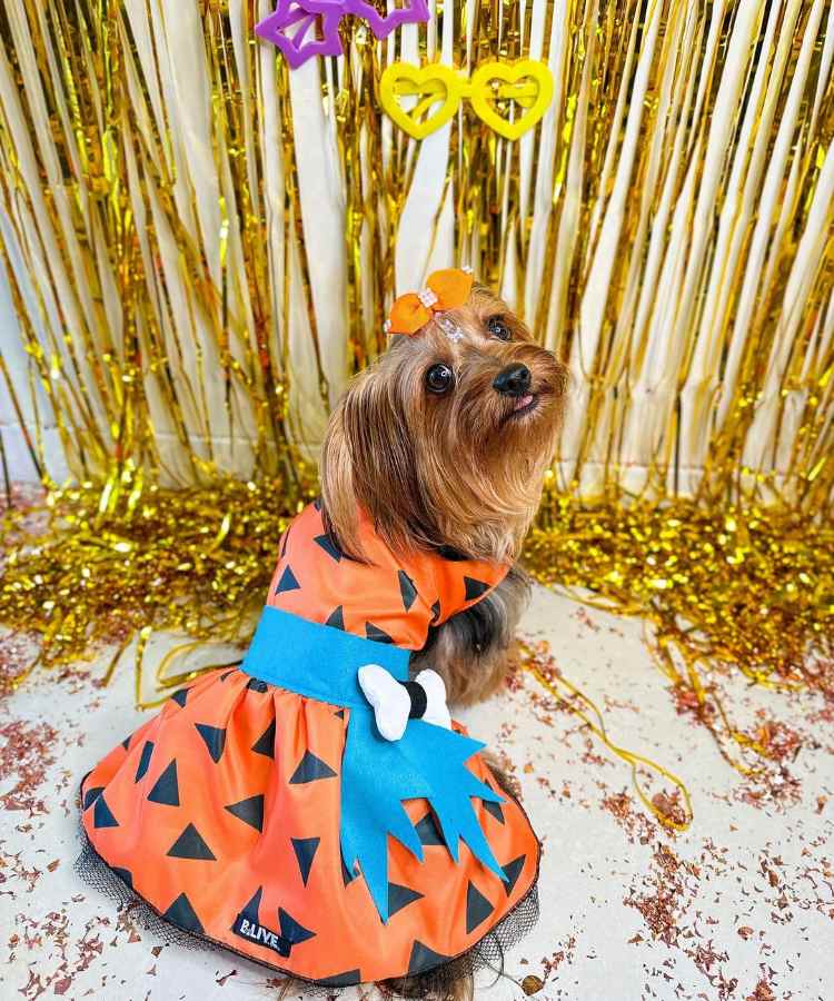 Foto de cachorro com fantasia de Carnaval: Fred Flinstone.