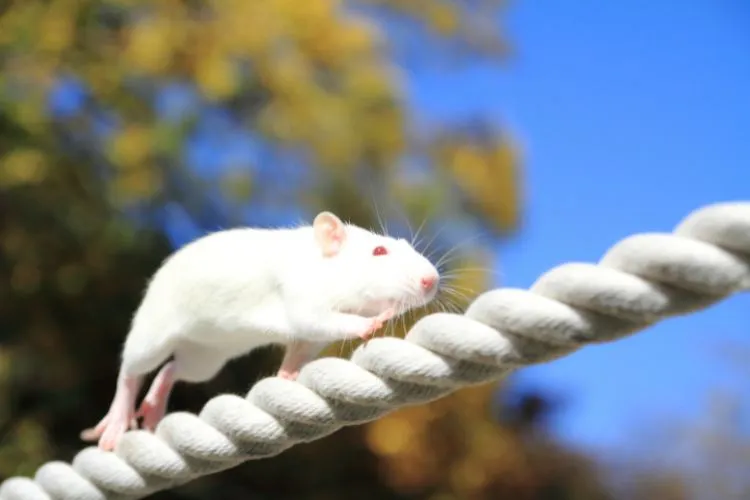 Foto de rato branco correndo sobre corda branca