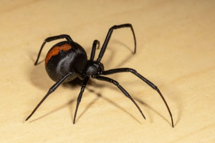 Aranha preta assustadora com vermelho na bunda