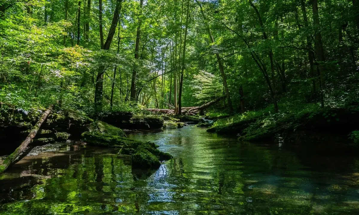 Imagem de um rio amazônico.