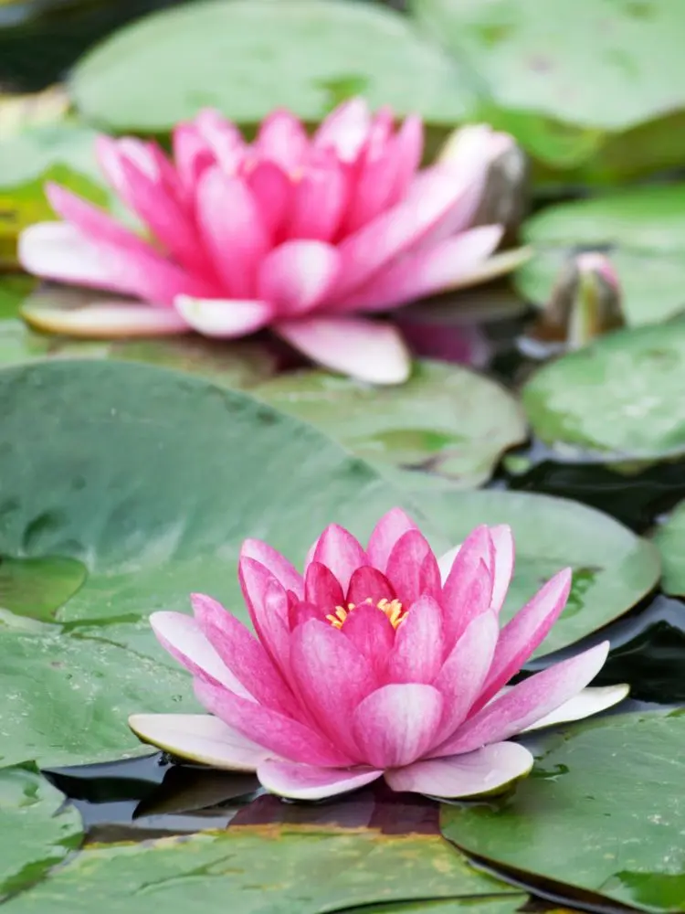 Foto dois lírio d'água rosas em lago 