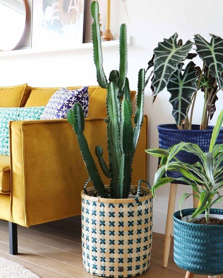 Sofá mostarda com plantas ao lado