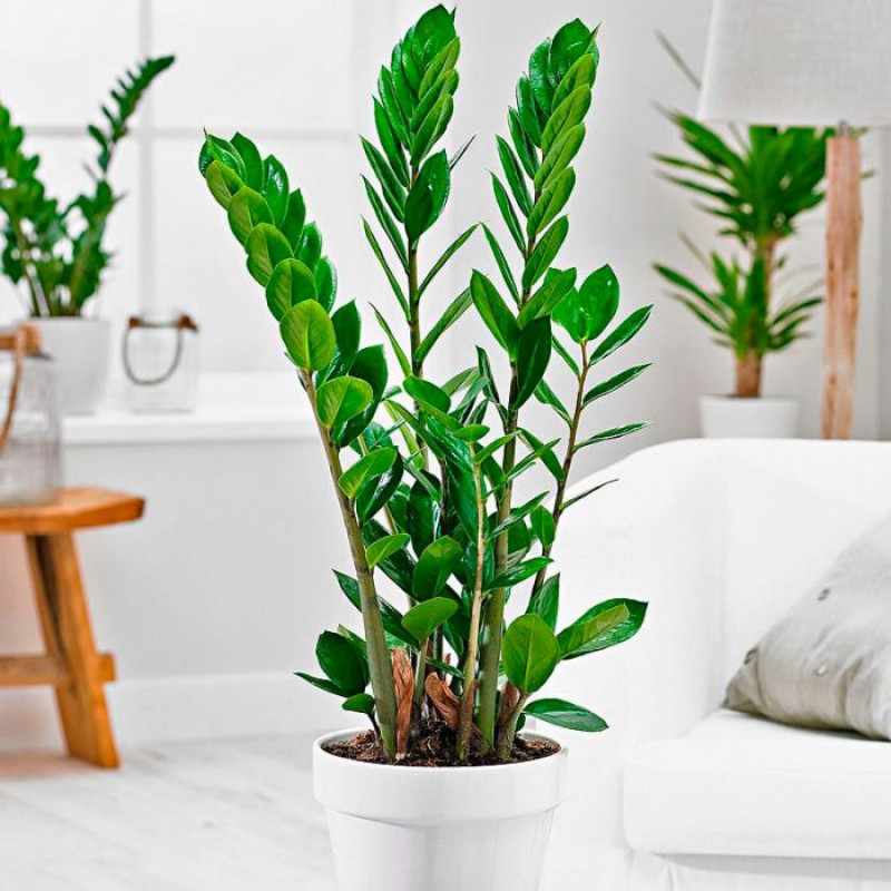 A planta em um vaso em uma sala