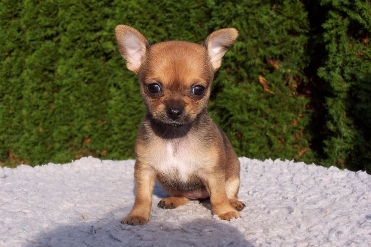 Cachorrinho pinscher filhote sob superfície clara com fundo verde
